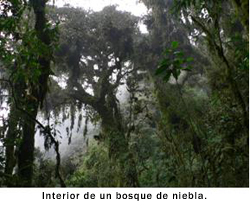 Bosque de niebla